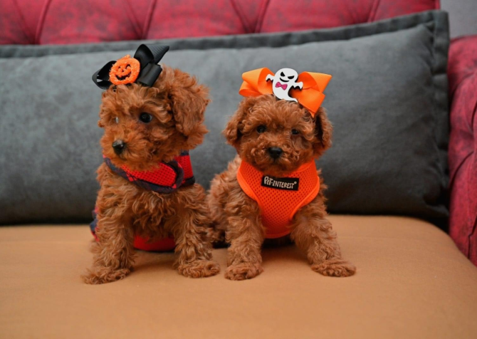 Korekan toy poodle yavrularımız